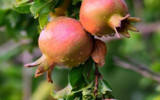 我国石榴主要栽培区域，我国南北都有栽培