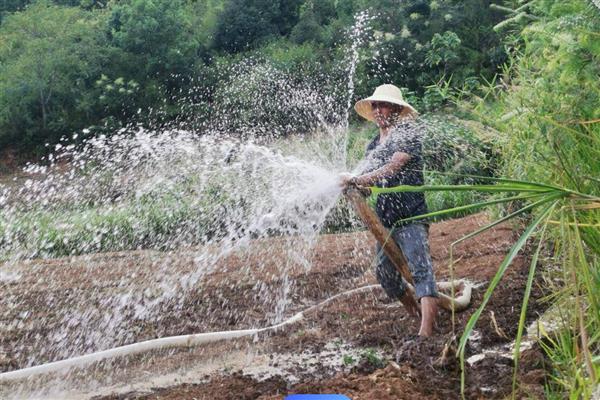 油菜苗期病虫害如何防治，需要定期向土壤和周围喷洒多菌灵等药剂