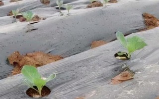 春甘蓝冬季育苗的要点，苗床土要选择没有种植过十字花科蔬菜的田园土