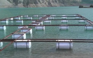 网箱养殖草鱼的技术，鱼种进箱前要进行洗浴消毒