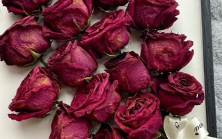 白玫瑰有什么含义，表示纯洁、浪漫、庄重与尊敬