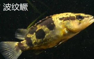 什么是鳜鱼,属于鮨科淡水鱼类