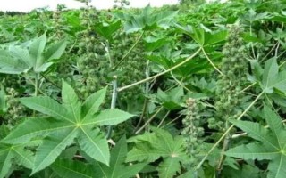种植一亩蓖麻的纯收入,一般为2000-5000元左右