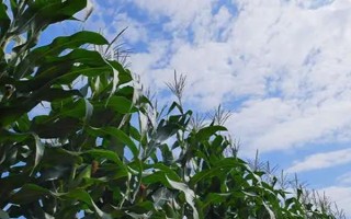 棒博士859玉米品种简介,适宜密度为4500株/亩