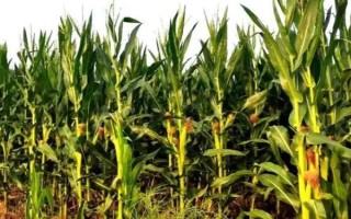 MC812玉米种简介，中等肥力以上地块种植