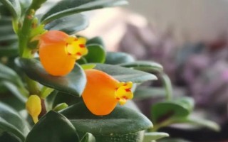 金鱼吊兰能不能喷水，喷水可以促进其生长发育