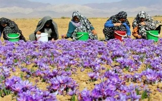 怎么种植藏红花，播种前结合耕翻施足底肥