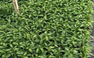 青椒什么时候种植，取决于当地的气候