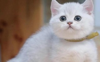 猫尿路感染如何预防，保证每天有清新干净的水是关键