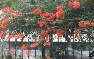 凌霄花的种植条件，在春秋季及时防治蚜虫