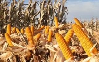 JKY851玉米种子特点,适宜播期4月下旬至5月上旬