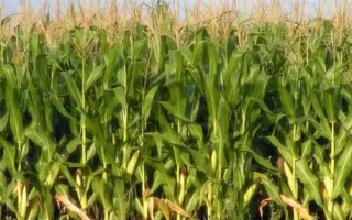 粘玉米的田间管理方法,在4-5片叶时开始定苗