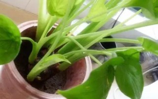 滴水观音不发芽如何处理，每天提供6小时左右的散射光可促进萌芽生长