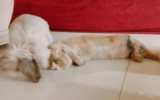 预防兔子感冒的方法，在兔舍中放置毛毯可供兔子御寒