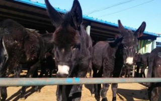 中国有代表性的四大优良驴种，分别为佳米驴、泌阳驴、河西驴、云南驴
