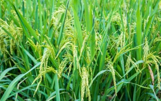 百香长糯水稻种简介,每亩有效穗数16.7万