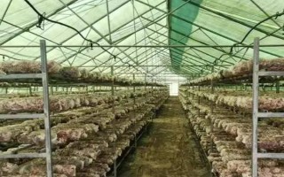 鸡枞菌的种植栽培技术，将种植温度保持在25-30℃为佳