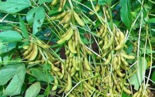 邯豆14大豆种子特点,生育期平均136天
