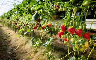 哪些因素会影响草莓膨大,主要有种子、温度、光照等5个原因