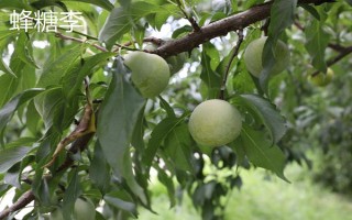 嘉庆子的简介，是指李子具有酸甜的味道