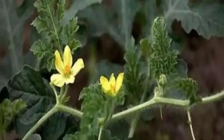 西瓜开花期施哪种肥料,追施磷钾肥可促进花芽分化