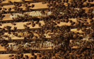 最简单的中蜂分蜂方法,王台分蜂最有效