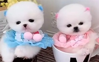 怎么养茶杯犬幼犬，幼龄时期必须供给充足的营养