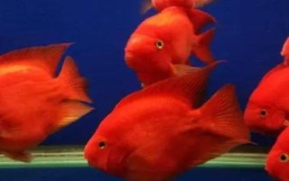 鹦鹉鱼水温多少度合适，水温应控制在26℃-27℃