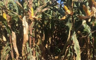 高科玉138玉米种简介,中抗小斑病