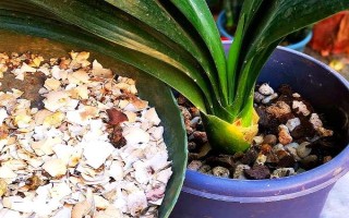 君子兰施肥能用鸡蛋吗，可以但不能直接将鸡蛋液浇到植株上面