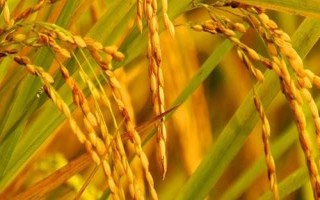 创油占1号水稻种子简介,属籼型常规品种