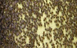 中蜂换老王的最好方法，囚老王，再介王台