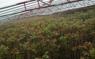 香椿的播种方式，未出苗前需严格控制浇水