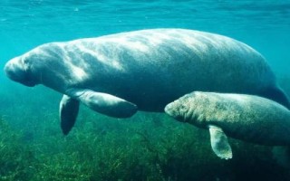 海牛为什么叫美人鱼，外形相似