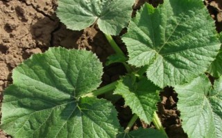 种植角瓜的时间和方法，一般以5月上旬、9月上旬为宜