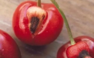 樱桃裂果的原因及防治方法，可能是水分过多或温差过大等