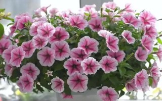 矮牵牛的栽种要点,夏季和秋季均可播种