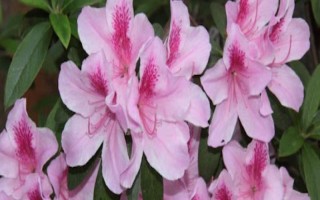 杜鹃花的落叶的原因，可能是浇水过多或出现肥害所致