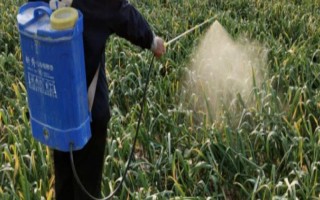 如何防治大蒜丰收病虫害，虫害主要是蒜蛆