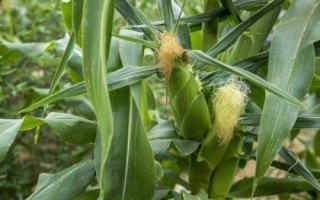 圣瑞818玉米种子介绍,播种期4月下旬至6月中旬