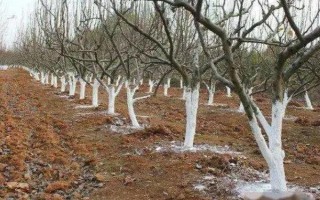 果树冬季清园时间，在12月份左右清园不会伤害植株