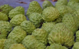 农村种植什么市场潜力大,这几个项目很有钱途