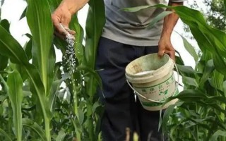 玉米大斑病的发病症状，主要为害叶片