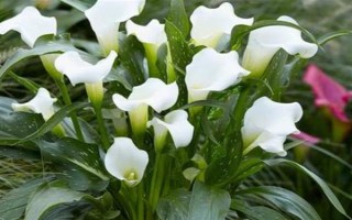 哪些花卉代表思念已故的亲人，常见菊花、康乃馨、白百合等品种