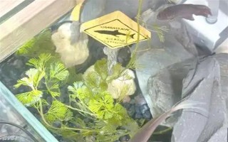 斗鱼烧尾的原因，可能是水质太差或细菌感染所致