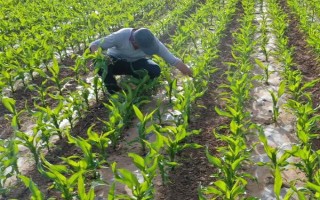 华试919玉米种子简介，每亩3200株为宜