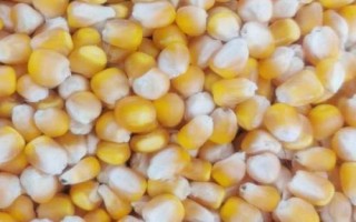 好的玉米种子标准是什么，纯度要在96%以上