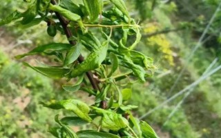 李子褐腐病发生时间，通常在春季