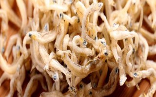 丁香鱼是什么鱼,也叫小银鱼、抽条等