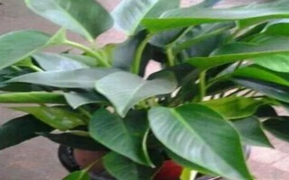 金钻怎么养,要遵循见干见湿的浇水方式